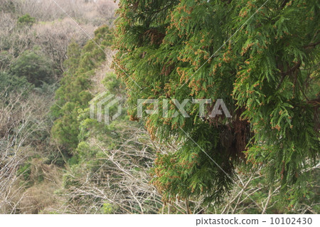 Cedar Cedar 10102430