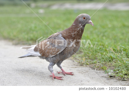Dove Dove 10102480