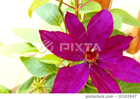 Clematis flower Clematis flower 10103047