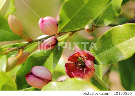 玉蘭花 玉蘭花 10103530