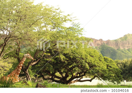 Giraffe and mountain Giraffe and mountain 10104016