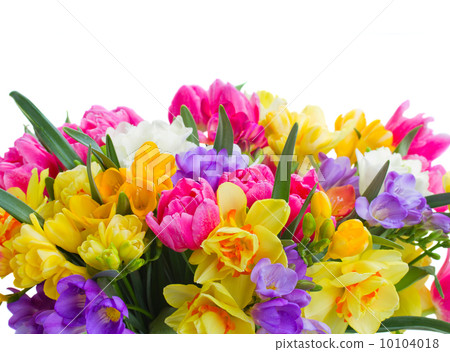 freesia and daffodil flowers border freesia and daffodil flowers border 10104018