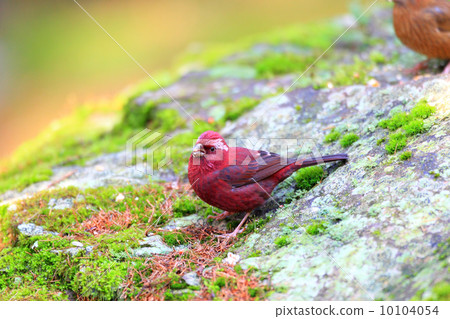 Takasago Machico Takasago Machico 10104054