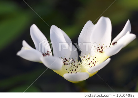 Mizusanzashi 10104082