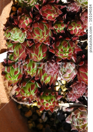 Senperubiumu 10104084