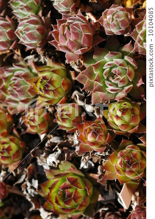 Senperubiumu 10104085