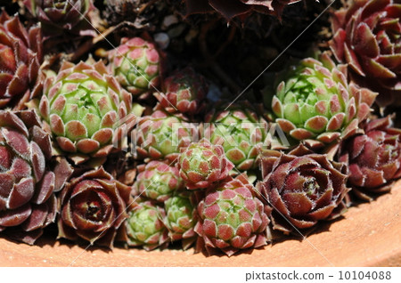 Senperubiumu 10104088