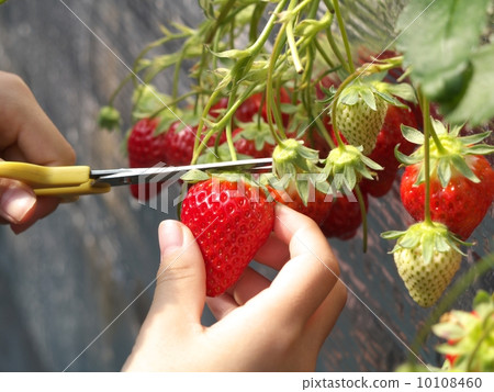 Strawberry picking Strawberry picking 10108460