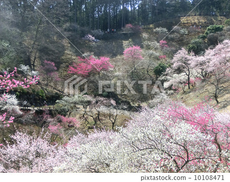 Ome city plum park (just before all logging) 10108471