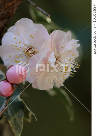 Plum blossoms 10108657