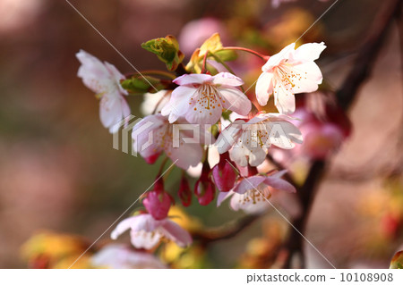 櫻花-2014.3-1 櫻花-2014.3-1 10108908