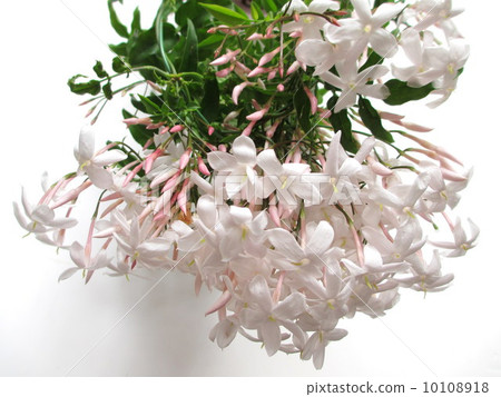 Small flowers with strong fragrance Huge costume Jasmine 10108918