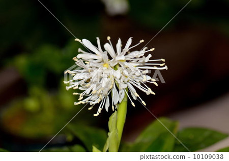 Drosophilaca Drosophilaca 10109038