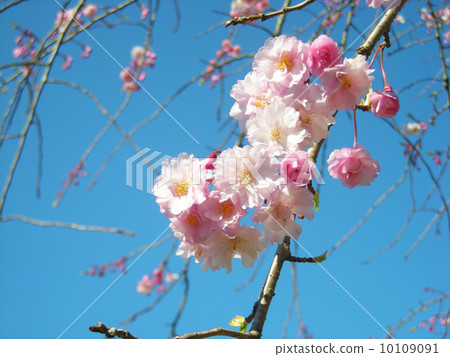  櫻花和藍天 10109091