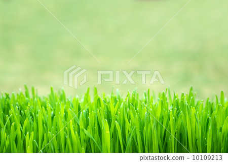 grass 10109213