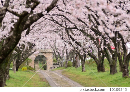 Cherry Arches 10109243