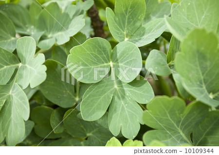 Up Longevity Grass 10109344