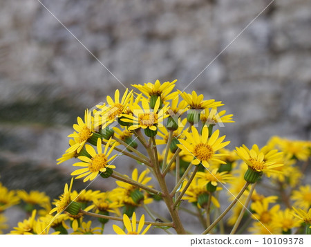 Zwabuki盛開在Nakagusuku城堡鎮 10109378