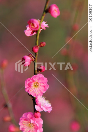 Double red flower red plum Double red flower red plum 10109397