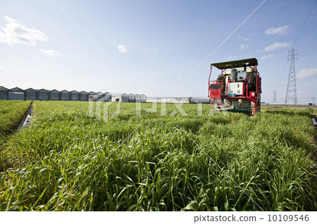 修剪麥芽 10109546