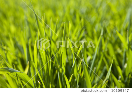 麥芽圖像 10109547