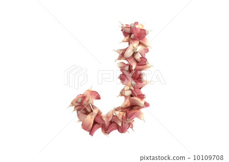 Garlic letter J on white background 10109708