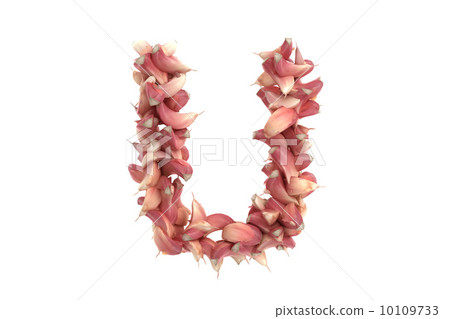 Garlic letter U on white background 10109733
