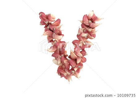 Garlic letter V on white background 10109735