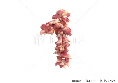 Garlic symbol 1 on white background 10109756