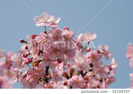 修善寺冷櫻桃樹 修善寺冷櫻桃樹 10109787