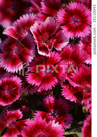 它被稱為Beard Nakkiko Beauty Women的日光。 它被稱為Beard Nakkiko Beauty Women的日光。 10110043