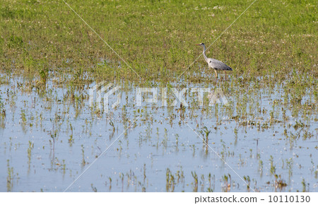 Great Grey Heron (Ardea cinerea) Great Grey Heron (Ardea cinerea) 10110130