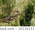 Dragonfly  10110131