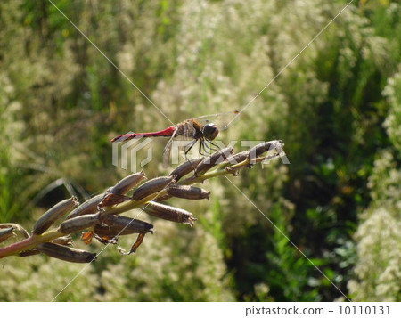 Dragonfly Dragonfly 10110131
