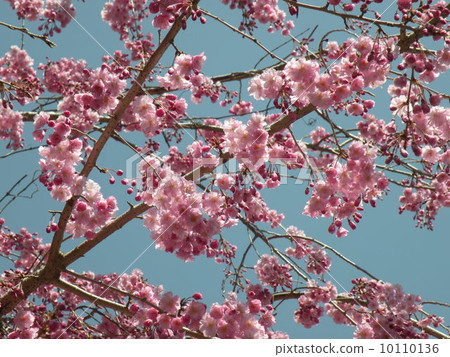 Spring cherry Spring cherry 10110136