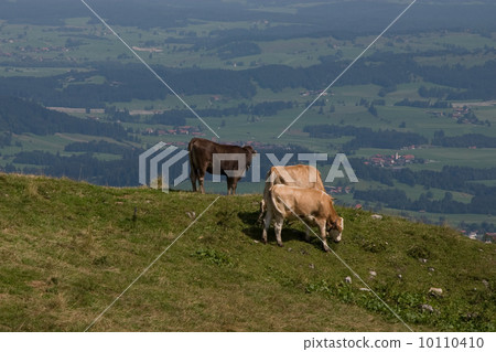 Cows on Breitenberg mountain (Pfronten, Germany) Cows on Breitenberg mountain (Pfronten, Germany) 10110410