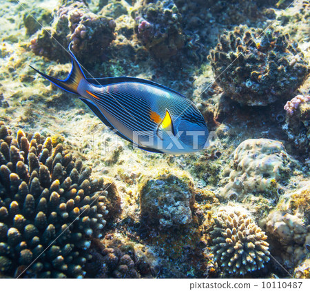 Coral fish 10110487