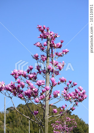 Purple dogwood Purple dogwood 10110951