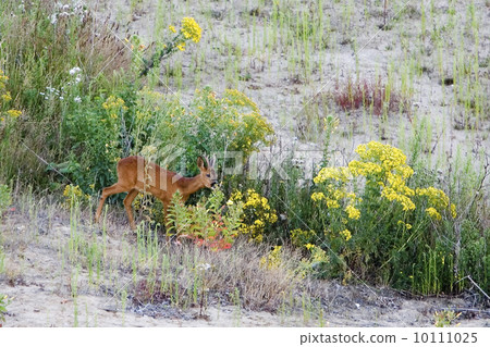 Roe deer (Bussum, the Netherlands) Roe deer (Bussum, the Netherlands) 10111025