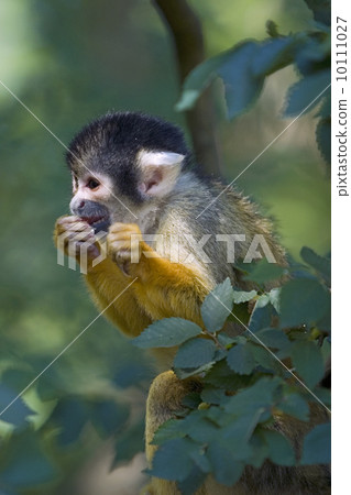 Squirrel monkey (Apenheul, the Netherlands) Squirrel monkey (Apenheul, the Netherlands) 10111027