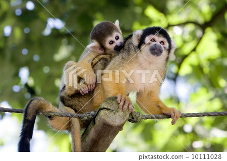 Squirrel monkey (Apenheul, the Netherlands) Squirrel monkey (Apenheul, the Netherlands) 10111028