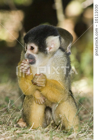 Squirrel monkey (Apenheul, the Netherlands) Squirrel monkey (Apenheul, the Netherlands) 10111030