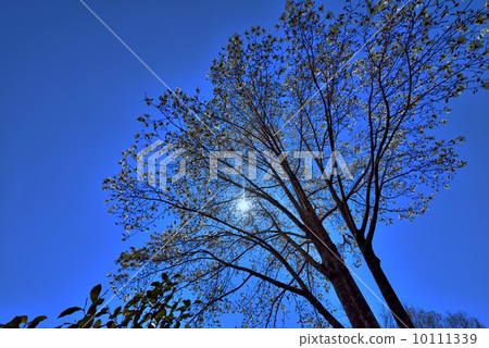 Magnolia 2 Magnolia 2 10111339