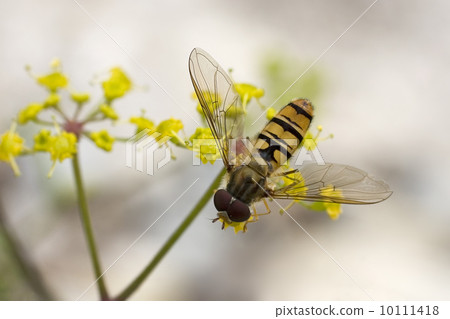 Hoverfly (Syrphidae) 10111418