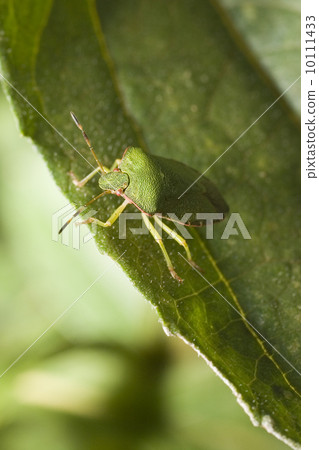 Green Shieldbug - Palomena prasina 10111433
