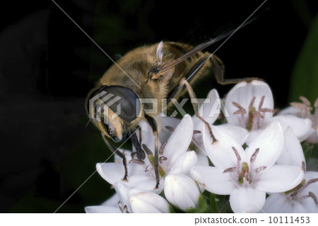 Macro of a bee Macro of a bee 10111453