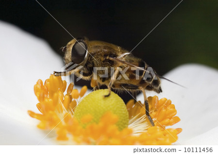 Macro of a bee 10111456