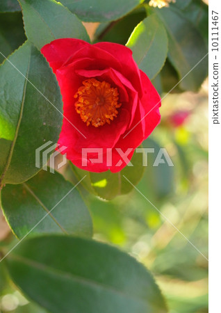 茶香 茶香 10111467