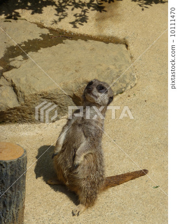 meerkat  10111470