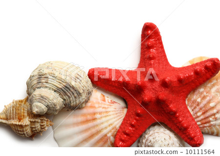 Seastar and seashells 10111564